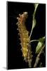 Saturnia Pyri (Giant Peacock Moth, Great Peacock Moth, Large Emperor Moth) - Caterpillar before Pup-Paul Starosta-Mounted Photographic Print