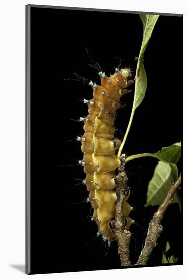 Saturnia Pyri (Giant Peacock Moth, Great Peacock Moth, Large Emperor Moth) - Caterpillar before Pup-Paul Starosta-Mounted Photographic Print