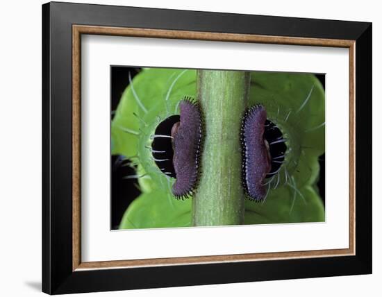 Saturnia Pyri (Giant Peacock Moth, Great Peacock Moth, Large Emperor Moth) - Caterpillar Prolegs-Paul Starosta-Framed Photographic Print