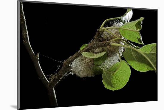 Saturnia Pyri (Giant Peacock Moth, Great Peacock Moth, Large Emperor Moth) - Caterpillar Spinning C-Paul Starosta-Mounted Photographic Print