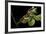 Saturnia Pyri (Giant Peacock Moth, Great Peacock Moth, Large Emperor Moth) - Caterpillar Spinning C-Paul Starosta-Framed Photographic Print