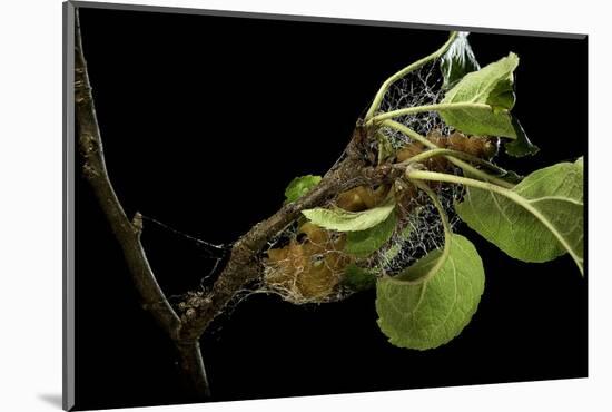 Saturnia Pyri (Giant Peacock Moth, Great Peacock Moth, Large Emperor Moth) - Caterpillar Spinning C-Paul Starosta-Mounted Photographic Print