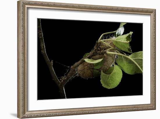 Saturnia Pyri (Giant Peacock Moth, Great Peacock Moth, Large Emperor Moth) - Cocoon-Paul Starosta-Framed Photographic Print