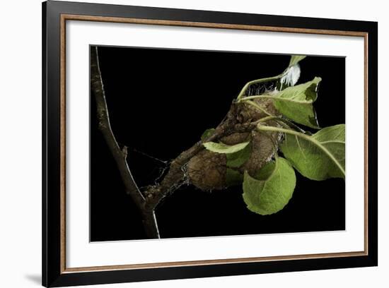 Saturnia Pyri (Giant Peacock Moth, Great Peacock Moth, Large Emperor Moth) - Cocoon-Paul Starosta-Framed Photographic Print