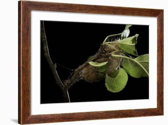 Saturnia Pyri (Giant Peacock Moth, Great Peacock Moth, Large Emperor Moth) - Cocoon-Paul Starosta-Framed Photographic Print