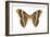 Saturniid Moth (Cynthia Moth) (Samia Walkeri), Insects-Encyclopaedia Britannica-Framed Art Print