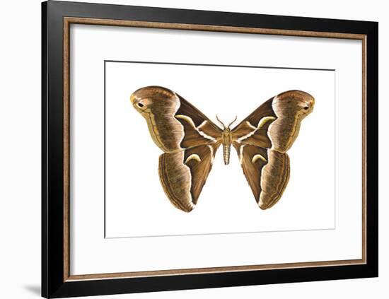 Saturniid Moth (Cynthia Moth) (Samia Walkeri), Insects-Encyclopaedia Britannica-Framed Art Print