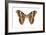 Saturniid Moth (Cynthia Moth) (Samia Walkeri), Insects-Encyclopaedia Britannica-Framed Art Print