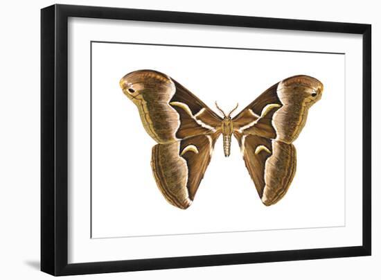 Saturniid Moth (Cynthia Moth) (Samia Walkeri), Insects-Encyclopaedia Britannica-Framed Art Print