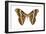 Saturniid Moth (Cynthia Moth) (Samia Walkeri), Insects-Encyclopaedia Britannica-Framed Art Print