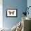 Saturniid Moth (Cynthia Moth) (Samia Walkeri), Insects-Encyclopaedia Britannica-Framed Art Print displayed on a wall