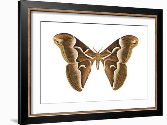 Saturniid Moth (Cynthia Moth) (Samia Walkeri), Insects-Encyclopaedia Britannica-Framed Art Print