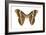 Saturniid Moth (Cynthia Moth) (Samia Walkeri), Insects-Encyclopaedia Britannica-Framed Art Print