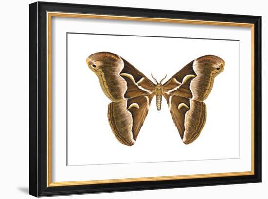 Saturniid Moth (Cynthia Moth) (Samia Walkeri), Insects-Encyclopaedia Britannica-Framed Art Print