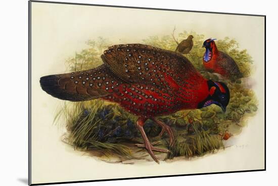 Satyr Tragopan (Ceriornis Satyra) Henry Constantine Richter (1821-1902)-Henry Constantine Richter-Mounted Giclee Print