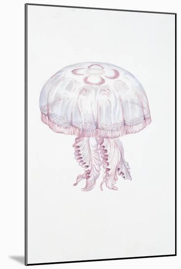 Saucer Jelly (Aurelia Aurita)-null-Mounted Giclee Print