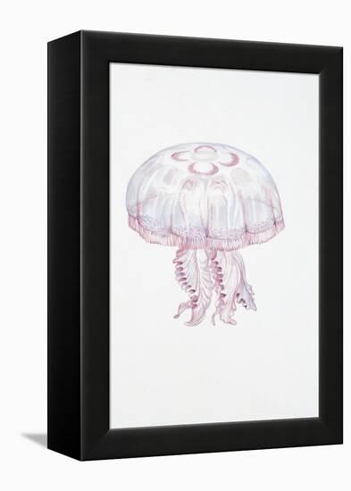 Saucer Jelly (Aurelia Aurita)-null-Framed Premier Image Canvas