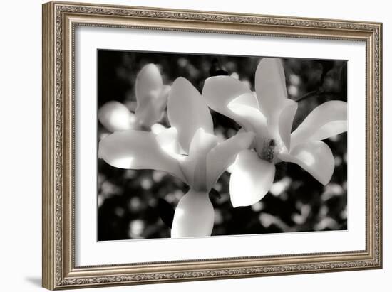 Saucer Magnolia I-Alan Hausenflock-Framed Photographic Print