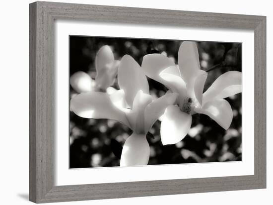 Saucer Magnolia I-Alan Hausenflock-Framed Photographic Print