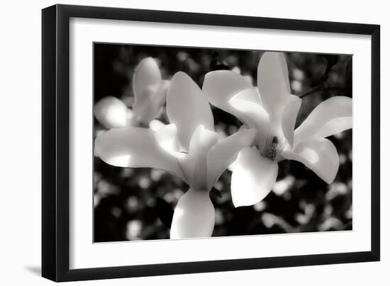 Saucer Magnolia I-Alan Hausenflock-Framed Photographic Print