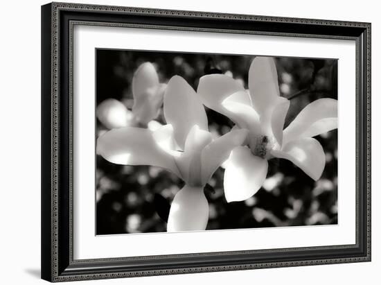 Saucer Magnolia I-Alan Hausenflock-Framed Photographic Print