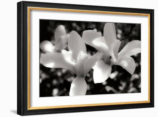 Saucer Magnolia I-Alan Hausenflock-Framed Photographic Print