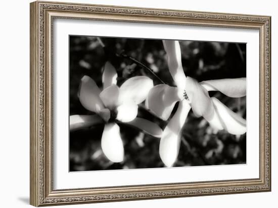 Saucer Magnolia III-Alan Hausenflock-Framed Photographic Print