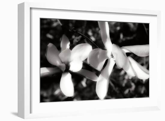 Saucer Magnolia III-Alan Hausenflock-Framed Photographic Print