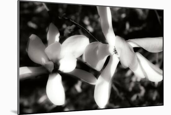 Saucer Magnolia III-Alan Hausenflock-Mounted Photographic Print