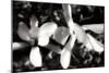 Saucer Magnolia III-Alan Hausenflock-Mounted Photographic Print