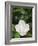 Saucer Magnolia, Louisville, Kentucky, USA-Adam Jones-Framed Photographic Print