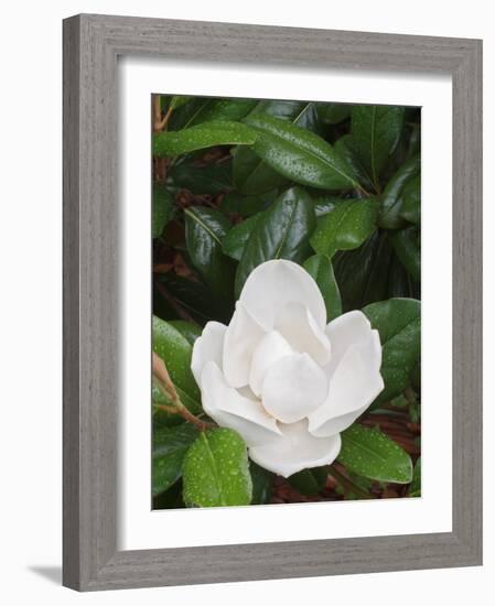 Saucer Magnolia, Louisville, Kentucky, USA-Adam Jones-Framed Photographic Print