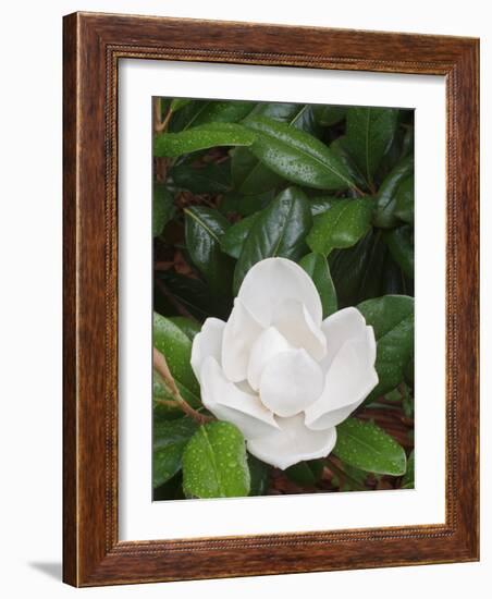 Saucer Magnolia, Louisville, Kentucky, USA-Adam Jones-Framed Photographic Print