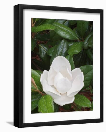 Saucer Magnolia, Louisville, Kentucky, USA-Adam Jones-Framed Photographic Print