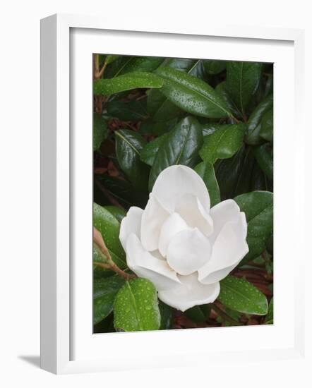 Saucer Magnolia, Louisville, Kentucky, USA-Adam Jones-Framed Photographic Print