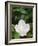 Saucer Magnolia, Louisville, Kentucky, USA-Adam Jones-Framed Photographic Print