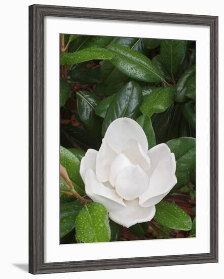 Saucer Magnolia, Louisville, Kentucky, USA-Adam Jones-Framed Photographic Print