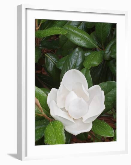 Saucer Magnolia, Louisville, Kentucky, USA-Adam Jones-Framed Photographic Print