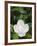 Saucer Magnolia, Louisville, Kentucky, USA-Adam Jones-Framed Photographic Print