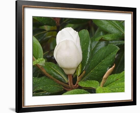 Saucer Magnolia-Adam Jones-Framed Photographic Print