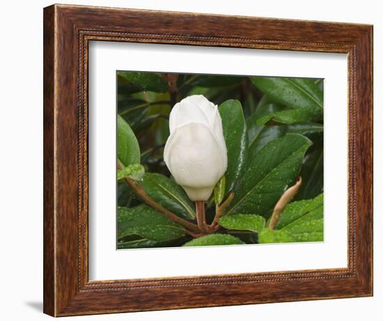Saucer Magnolia-Adam Jones-Framed Photographic Print