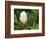 Saucer Magnolia-Adam Jones-Framed Photographic Print