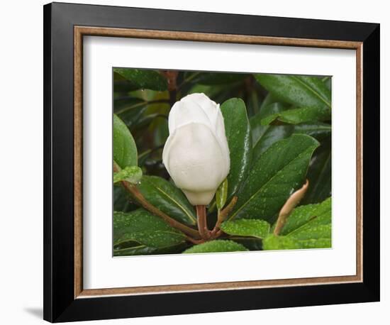 Saucer Magnolia-Adam Jones-Framed Photographic Print