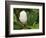 Saucer Magnolia-Adam Jones-Framed Photographic Print