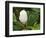 Saucer Magnolia-Adam Jones-Framed Photographic Print