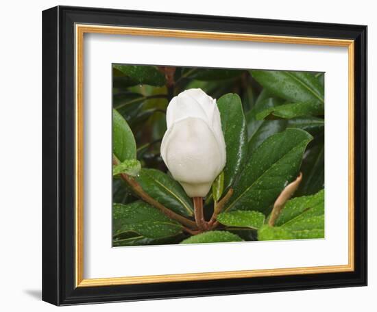 Saucer Magnolia-Adam Jones-Framed Photographic Print