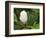 Saucer Magnolia-Adam Jones-Framed Photographic Print