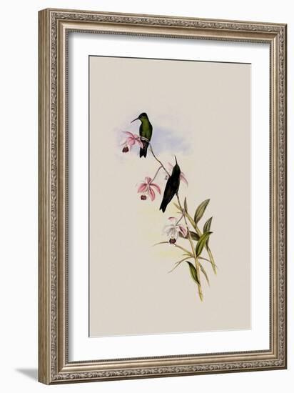 Saucerotte's Erythronote, Erythronota Saucerottei-John Gould-Framed Giclee Print