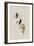 Saucerotte's Erythronote, Erythronota Saucerottei-John Gould-Framed Giclee Print