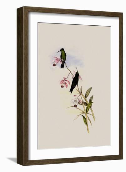 Saucerotte's Erythronote, Erythronota Saucerottei-John Gould-Framed Giclee Print